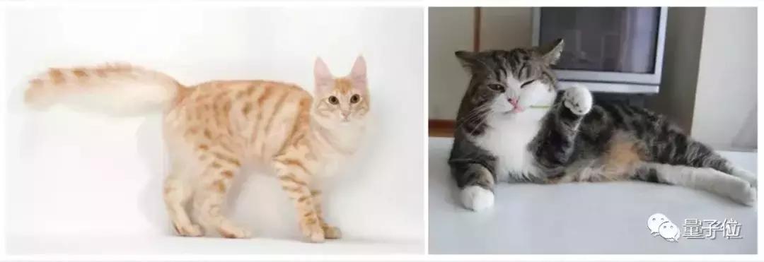 zao换脸视频,zao视频换脸