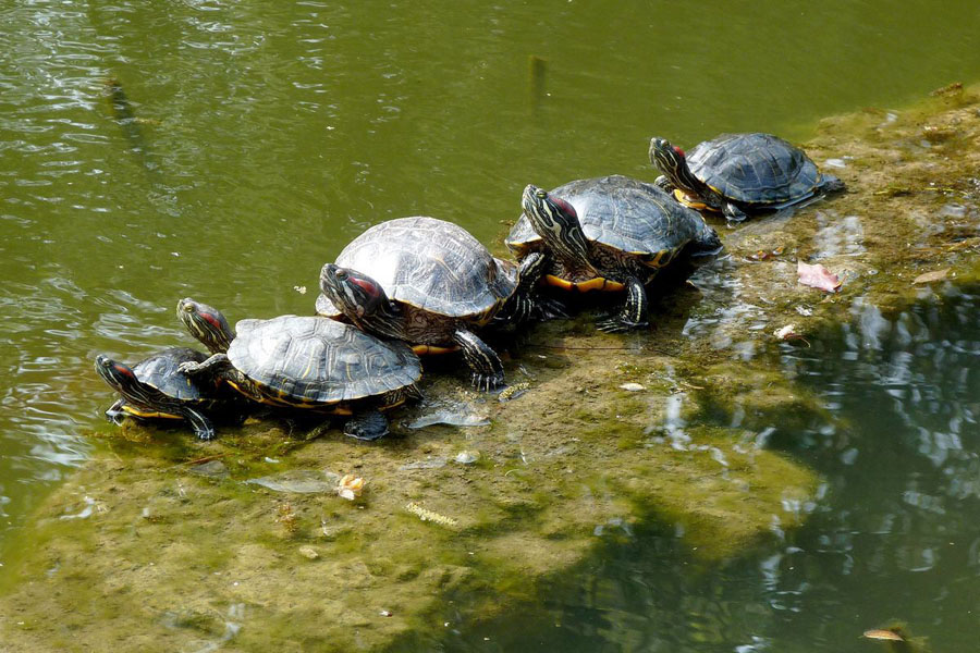 养龟怎么保持水质,养龟保持水质最好的方法