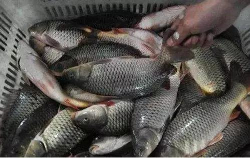 鱼塘鱼肝胆出现问题会怎么样,鱼失鳔怎么处理