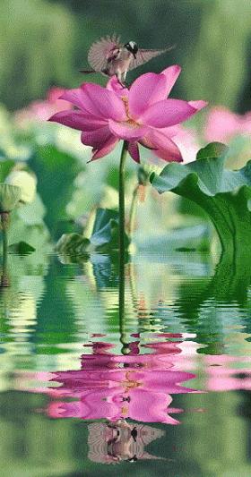 神秘的水中花,趣味神奇的水中花