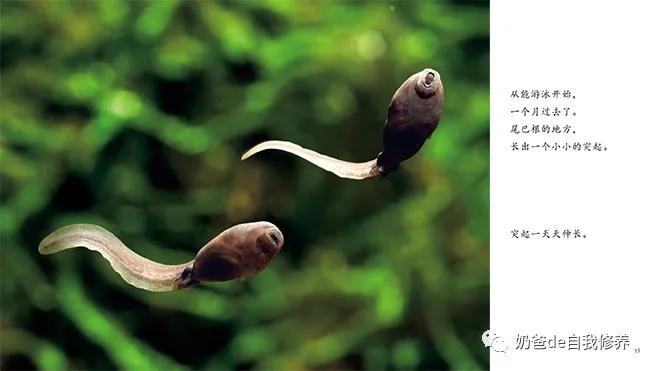 关于动物有趣的书小学生,关于动物好看的书有哪些