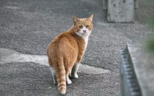 流浪猫在冬天怎么办,流浪猫猫冬天怎么保暖最好