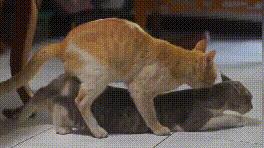 让它们啪啪啪才残忍？猫咪交配的小秘密