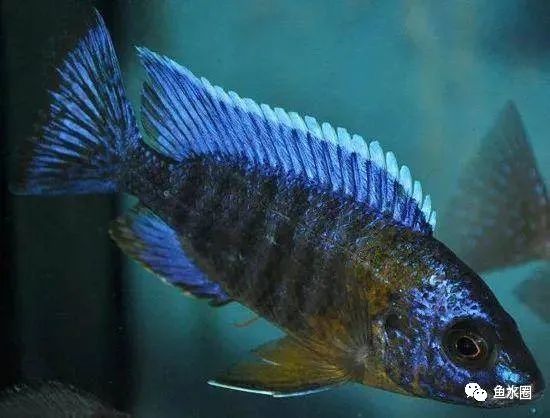 三湖慈鲷马鲷孔雀珍珠系能长多大,三湖慈鲷之孔雀