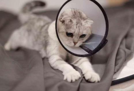 猫奴文化养猫真正该买的东西,养猫必备药品大全新手猫奴必看