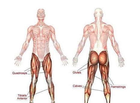 无器械腿部训练方法,器械锻炼腿的器材