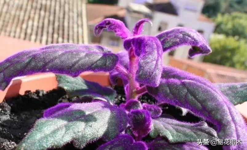 紫背天鹅绒盆栽怎么繁殖,绒叶竹芋怎么养