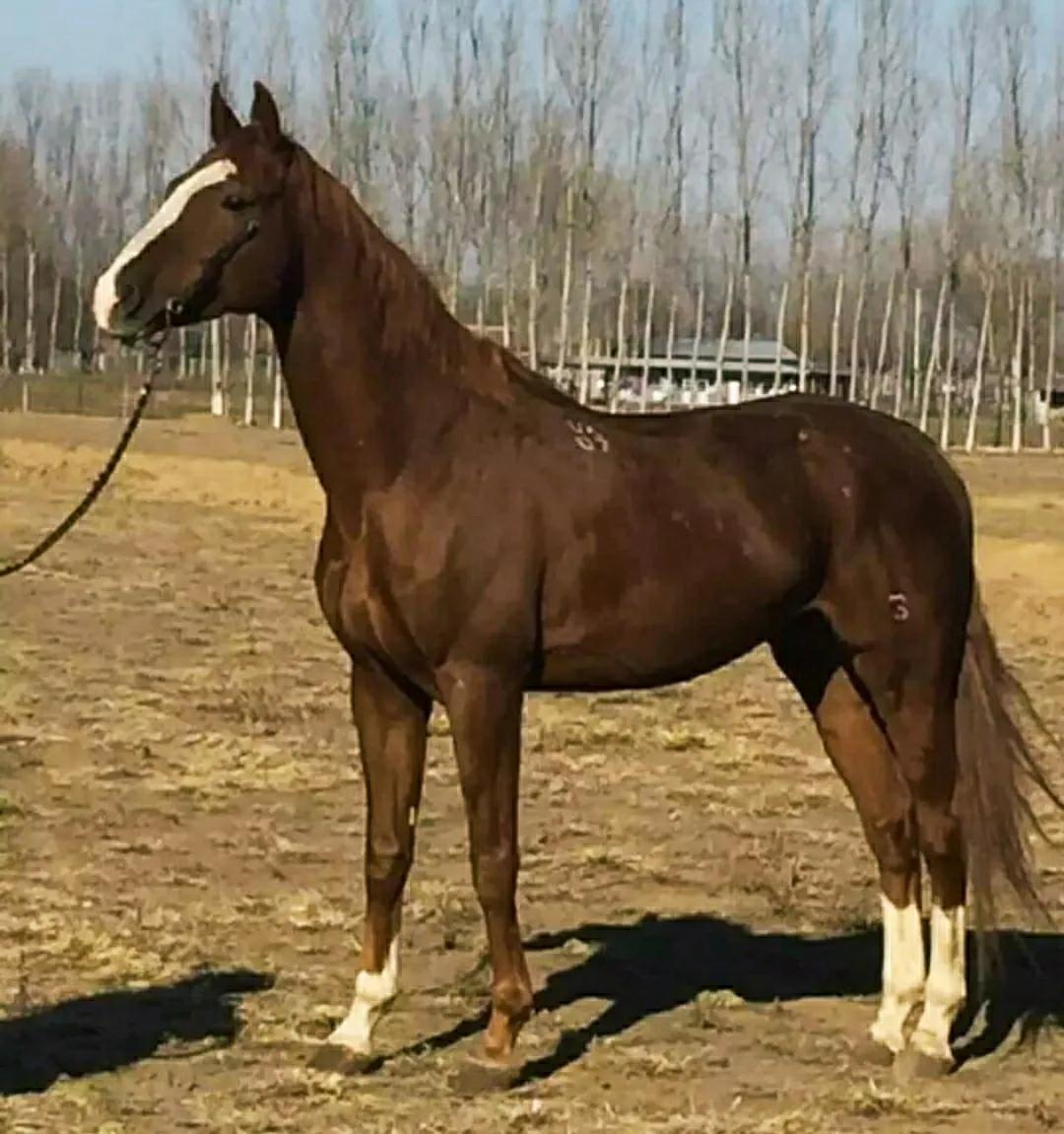 驴和骡子有生殖隔离吗,马和驴有生殖隔离吗