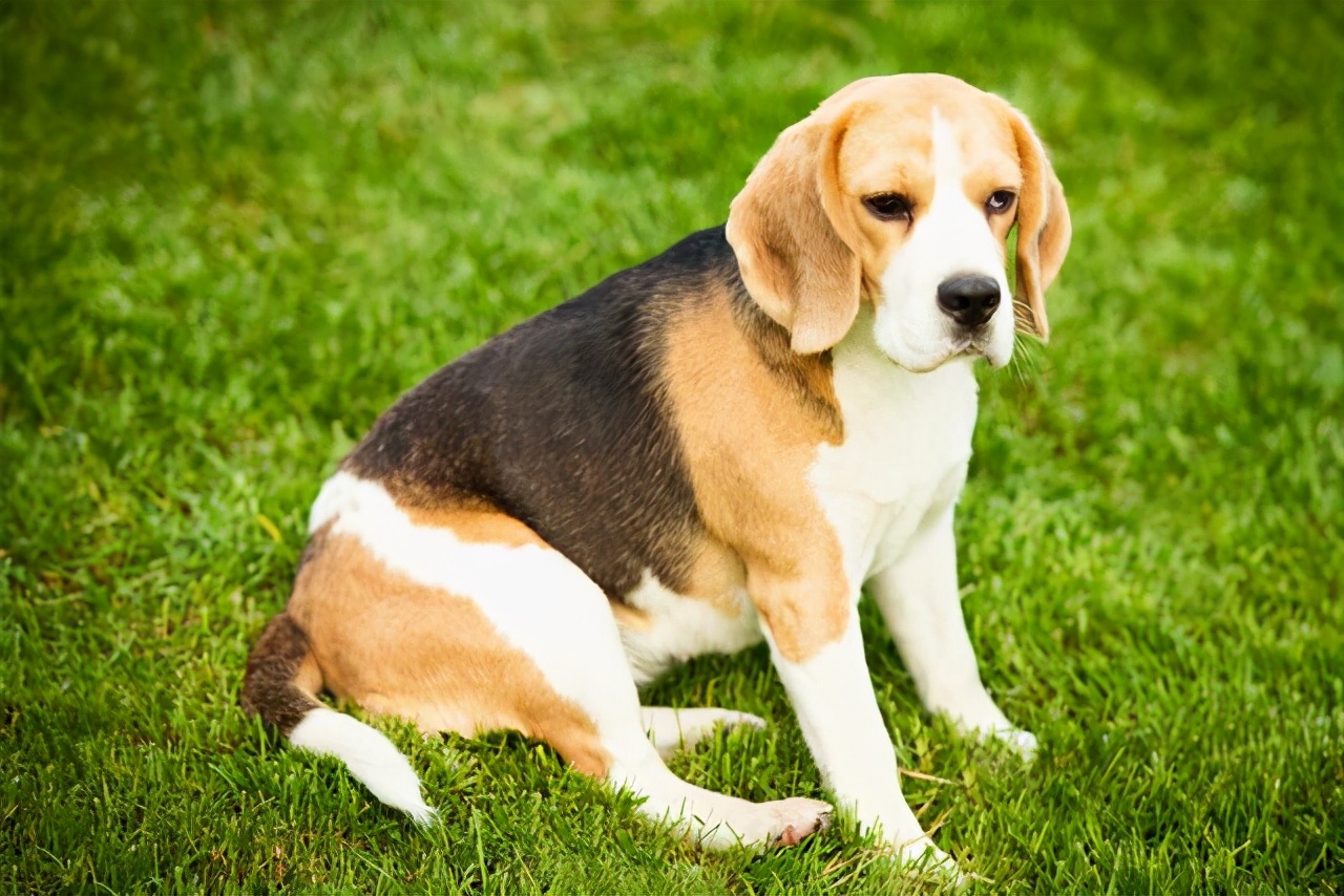 狗口臭牙龈腐烂,狗狗牙龈溃烂口臭吃什么药好使