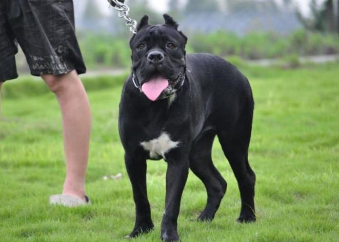 卡斯罗为什么几乎没人养,卡斯罗犬有多可怕