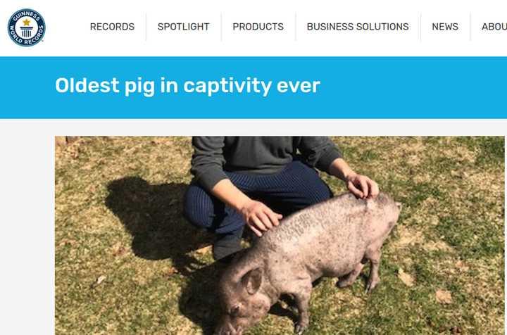 猪坚强为什么不能站立了,猪坚强为何上热门