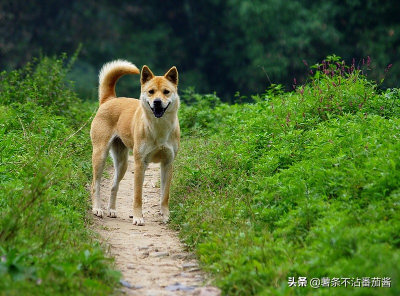 犬文化,犬类科普知识大全