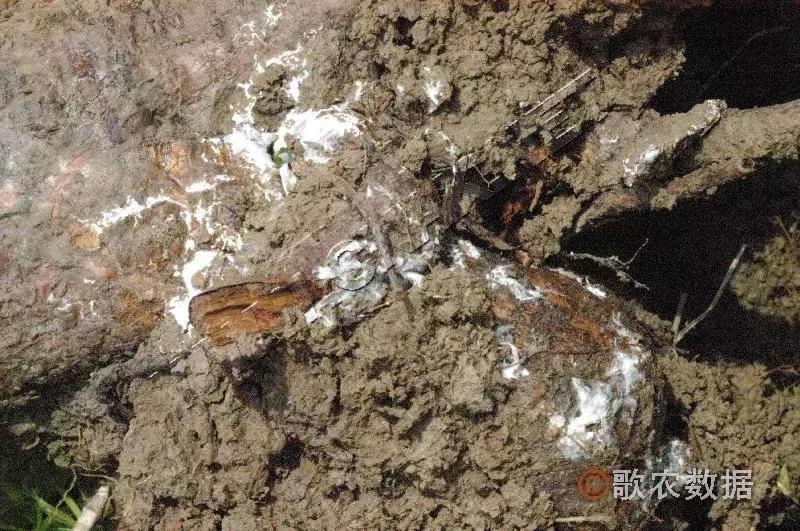 几种果树根部病害的症状识别与防治!