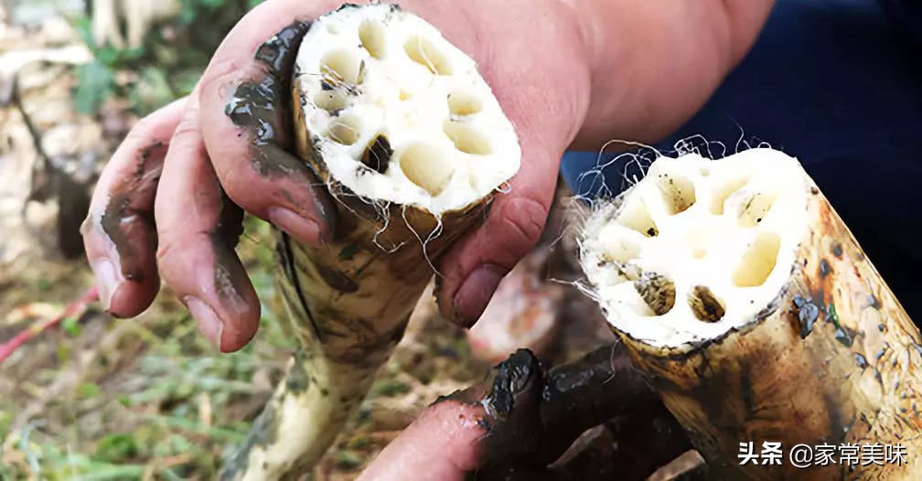 全国哪里藕最好吃经过评比,全国最好的莲藕的品种排名