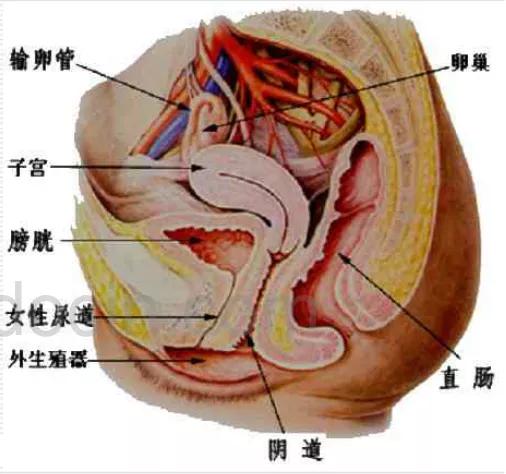 泌尿系统解剖图谱大全,2022泌尿系统的解剖生理讲解课程