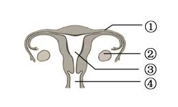 初中生物动物的生殖专项训练一