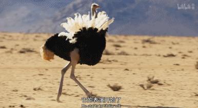 9.9恋爱游戏,9.9分恋爱番