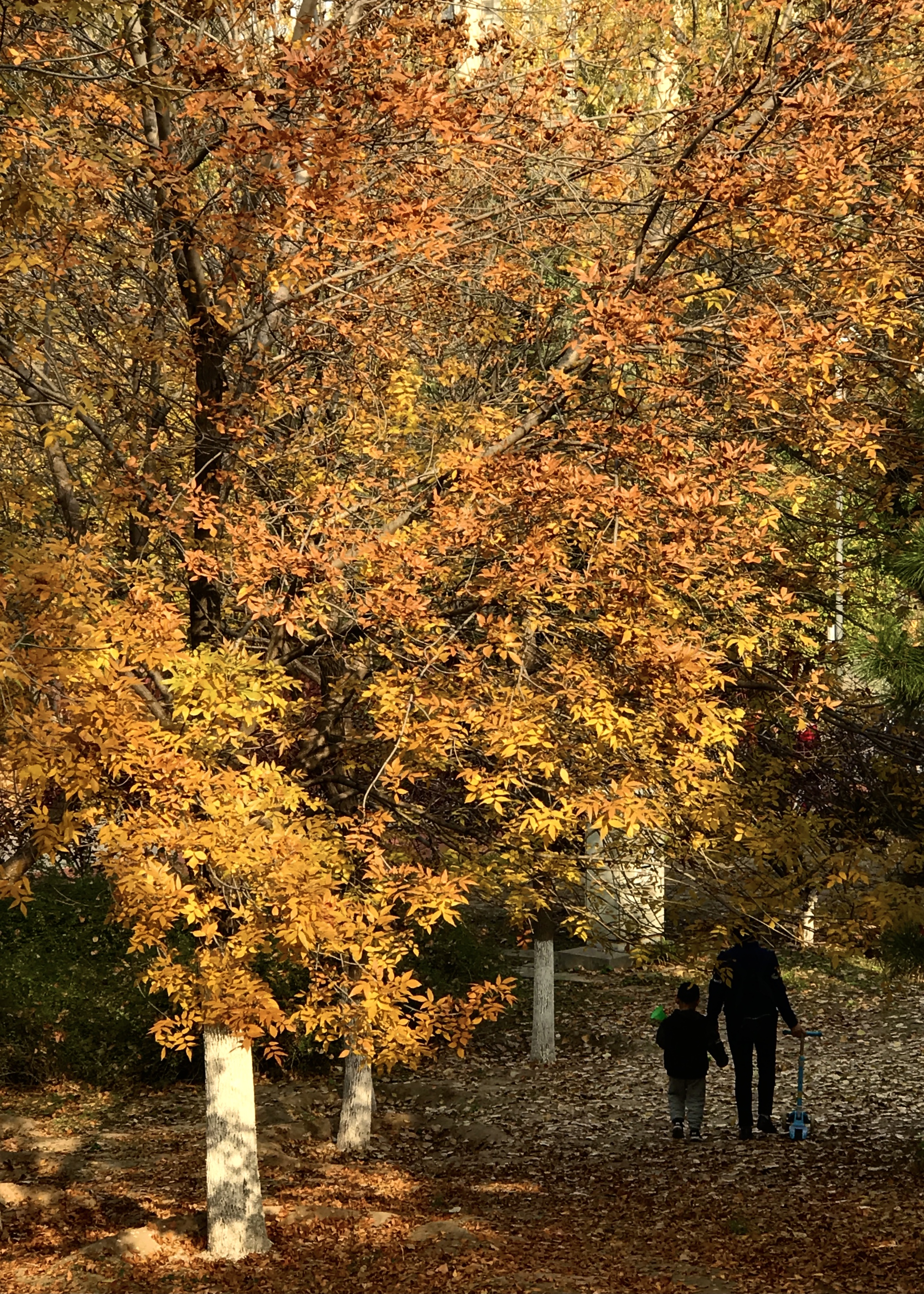 金色的北京犬,金色的北京现代汽车