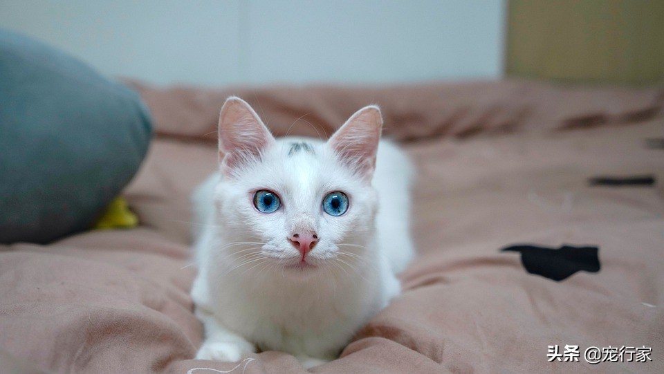 猫咪居然也会放屁,而且还很臭?放屁,猫之常情,但有时也需注意