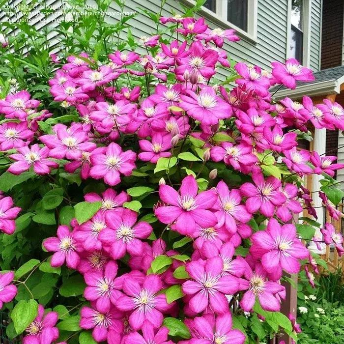 一年四季开花的爬藤花卉有哪些,一年就能爬满墙的爬藤花卉