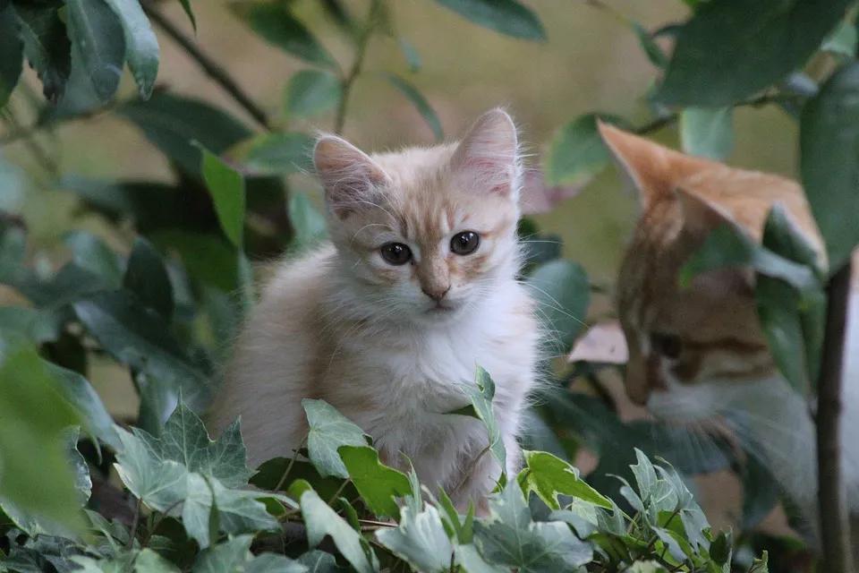 猫咪听不见怎么照顾,猫咪没了该怎么安慰它