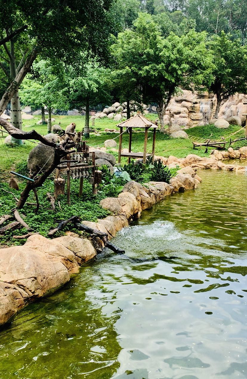 长隆野生动物世界推荐,长隆野生动物园必看动物