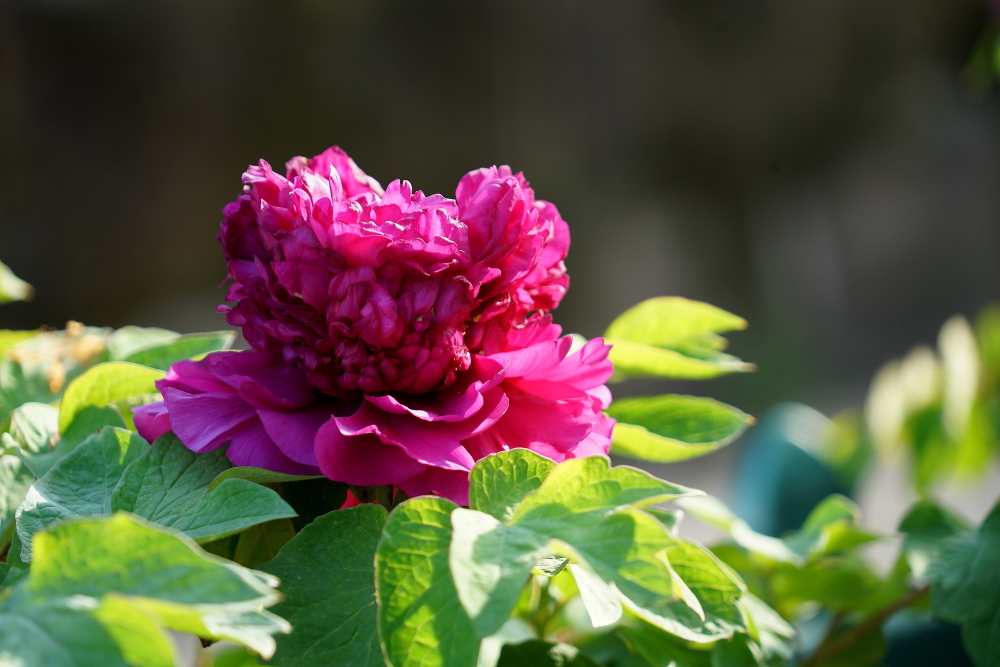 牡丹花；青山吹奏《太湖美》（C调）半音阶口琴演奏