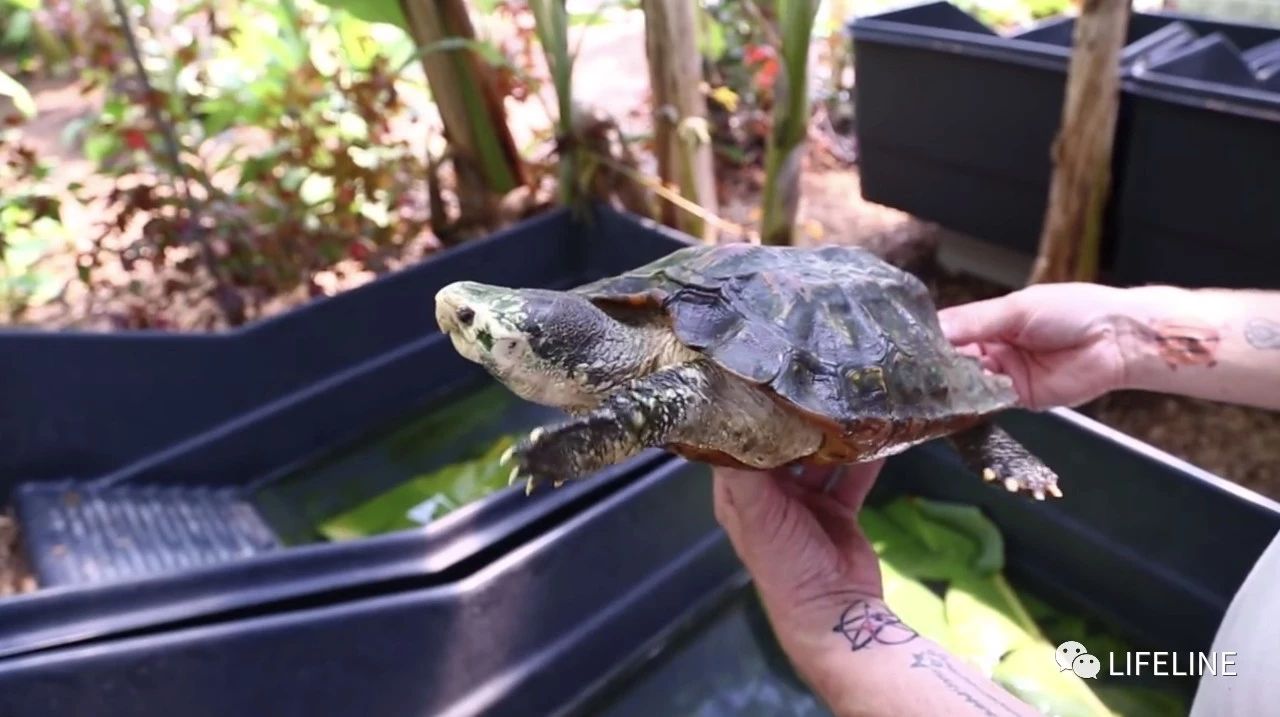 TSA这次聊的龟，连维基百科都没有完整介绍——苏拉威西白头龟