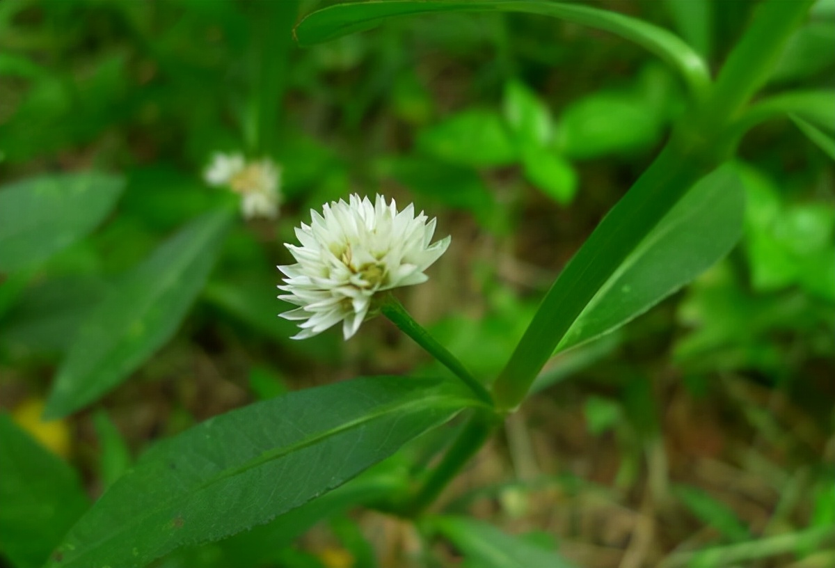 房顶长出杂草怎样消灭,墙里长出的草怎么清除