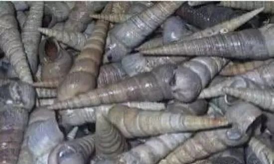 海鲜大全,最全海鲜冷知识