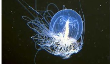 灯塔水母真的有不死之身,千年不死的灯塔水母