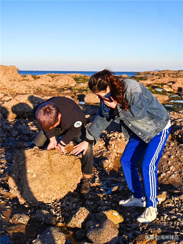 探秘海参的捕捞过程,野生海参采捕视频大全