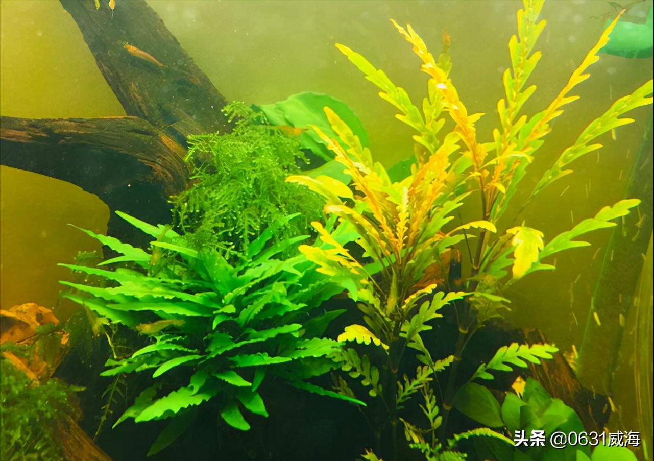 开缸5天鱼缸水发白,养鱼第几天水会变浑浊