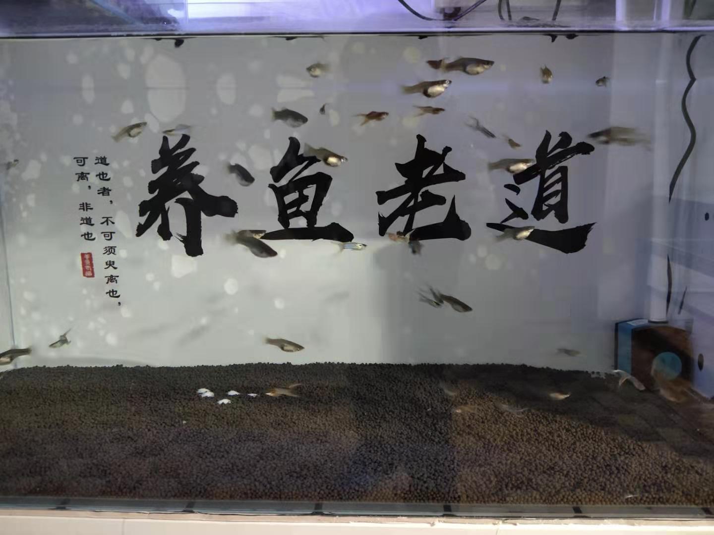 孔雀鱼突然没动静了什么原因,孔雀鱼怎么判断病好了没