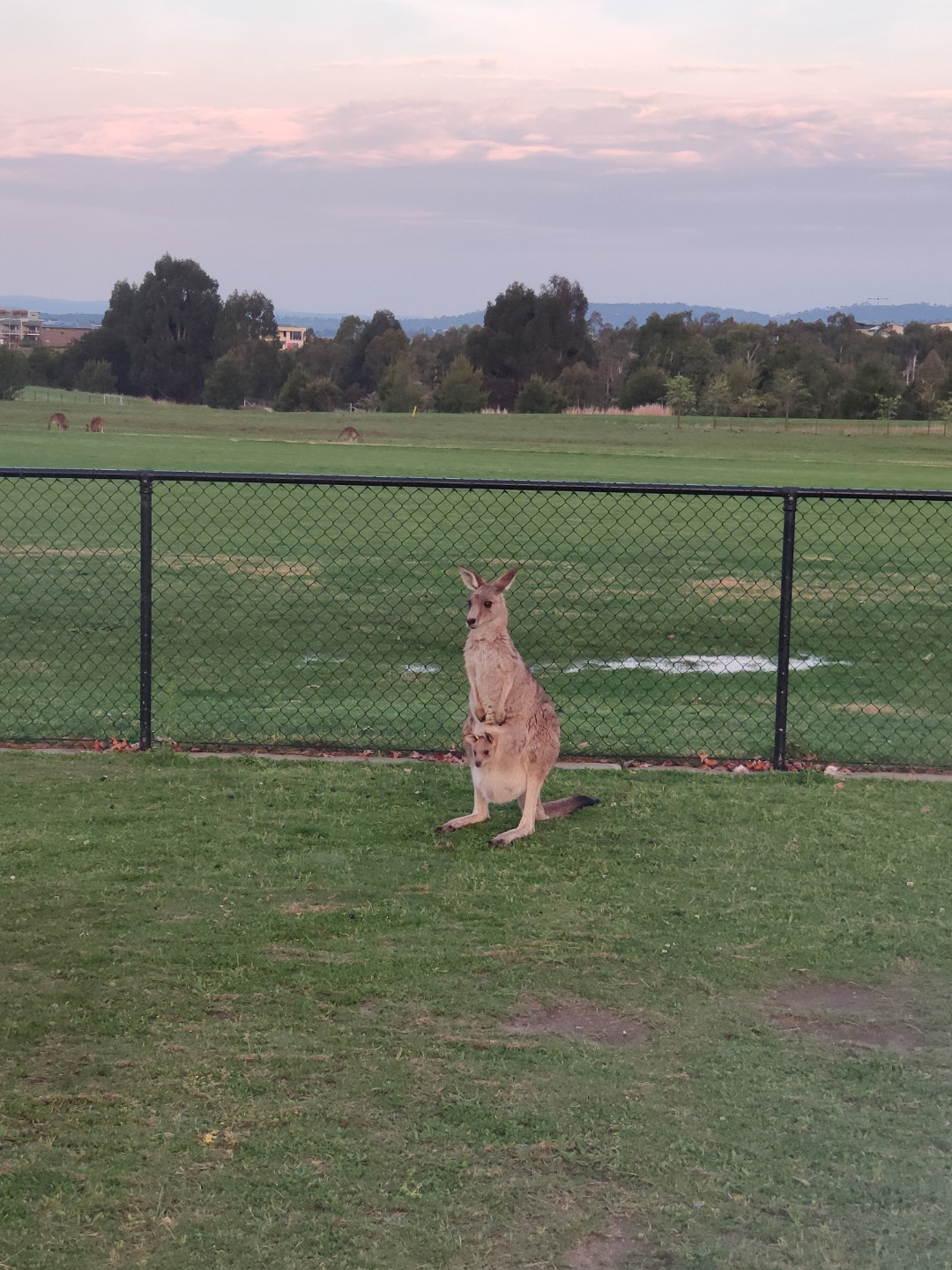 澳洲国立大学深度解析,澳洲国立大学怎么样