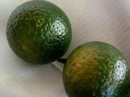 柑橘脂点黄斑病新梢会黄化吗,柑桔黄斑病和卷叶病用什么药