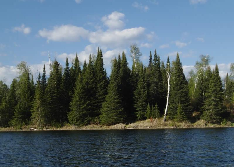 绿山墙的安妮中的植物,绿山墙的安妮概要