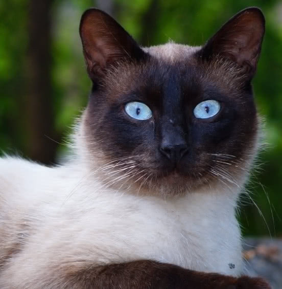 猫咪肉垫护理方法,猫咪的肉垫可以萌到什么程度