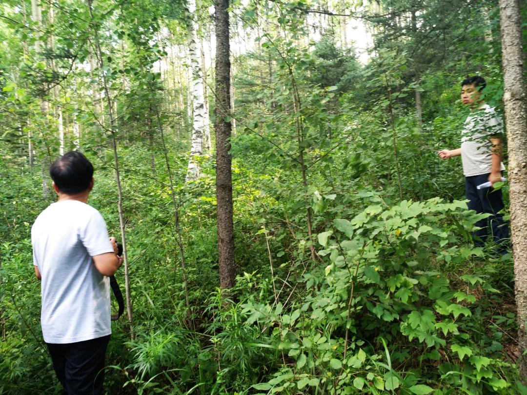 木兰栽培技术,木兰树苗培育