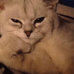 你们的猫咪猫癣怎么治好的,亲身经历的猫癣怎么治