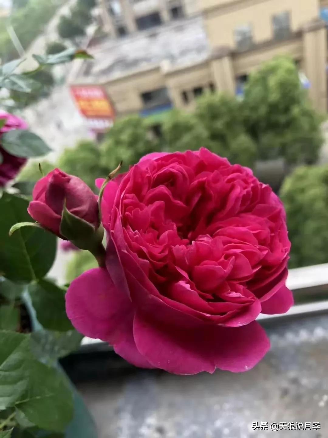 唤作「蔻丹」的月季，应该有怎样的风情？