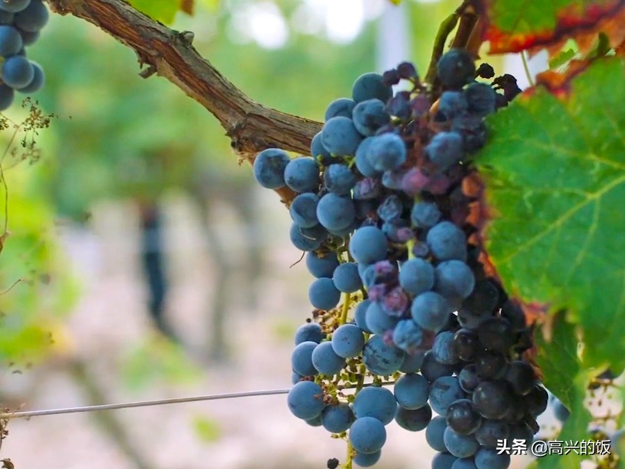 为什么拉菲2019年贵,为什么拉菲要喝82年的