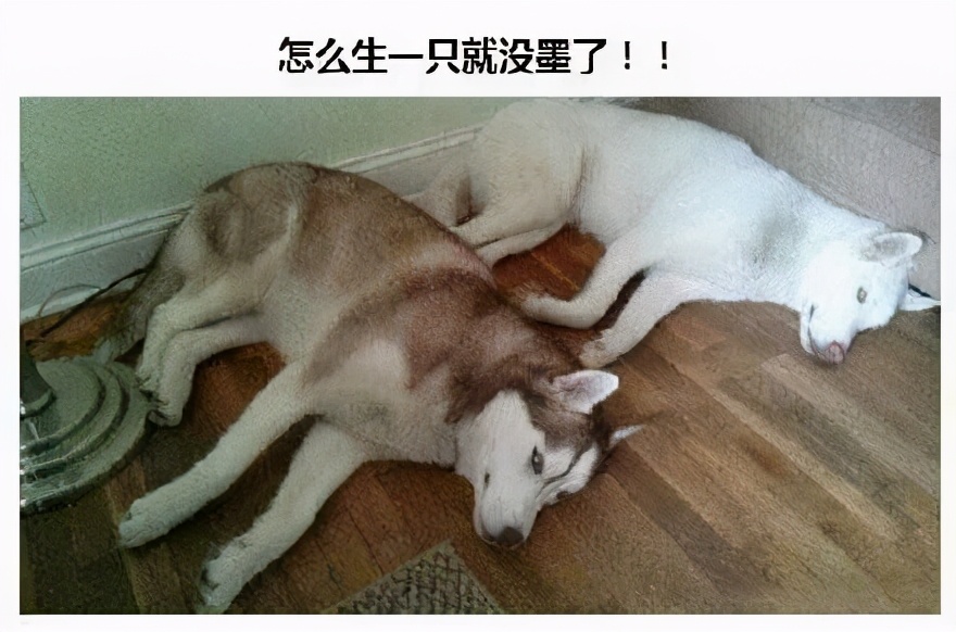 狗狗最初是白毛现在变黄怎么回事,刚一个月的狗狗毛是白黄的正常吗