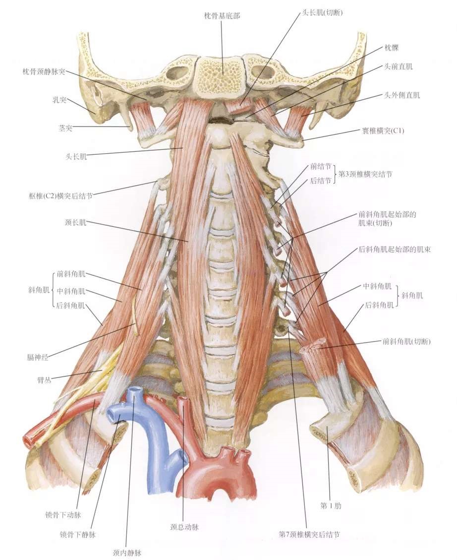 睡醒后脖子酸痛动不了怎么办,睡醒脖子痛不能扭头起身困难