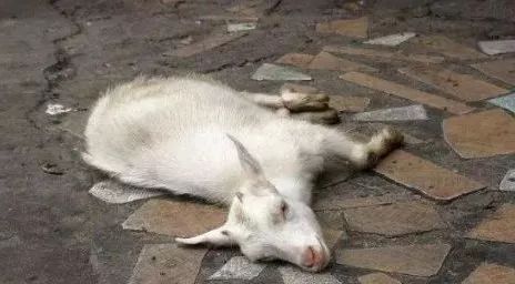 「微课堂」冷季产羔的护理技巧！（建议收藏~）