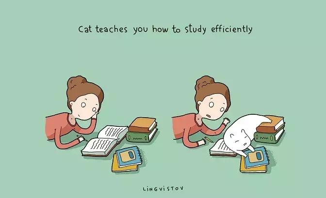 家里养猫的好处也太多了吧,养猫一公一母有什么好处