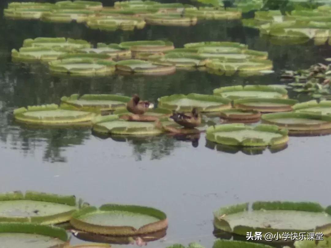 指导小学生作文写作技巧,小学作文写事写作方法与技巧