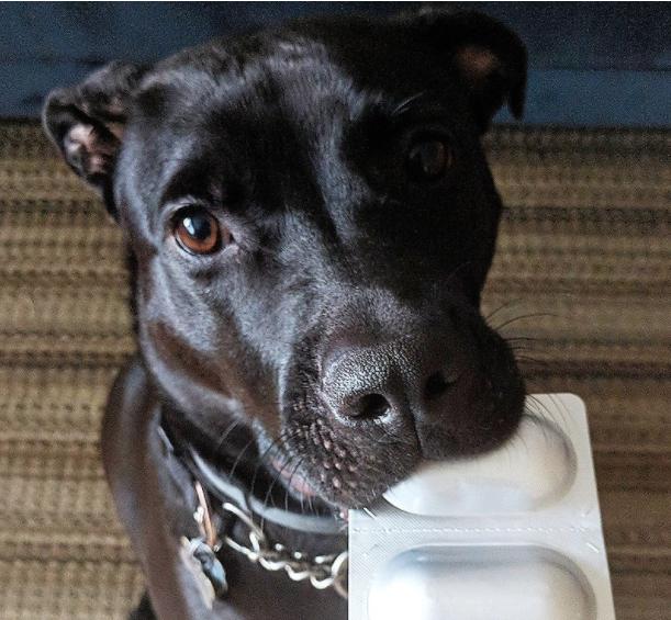 全黑的狗有什么讲究吗,买黑色的狗好还是不好