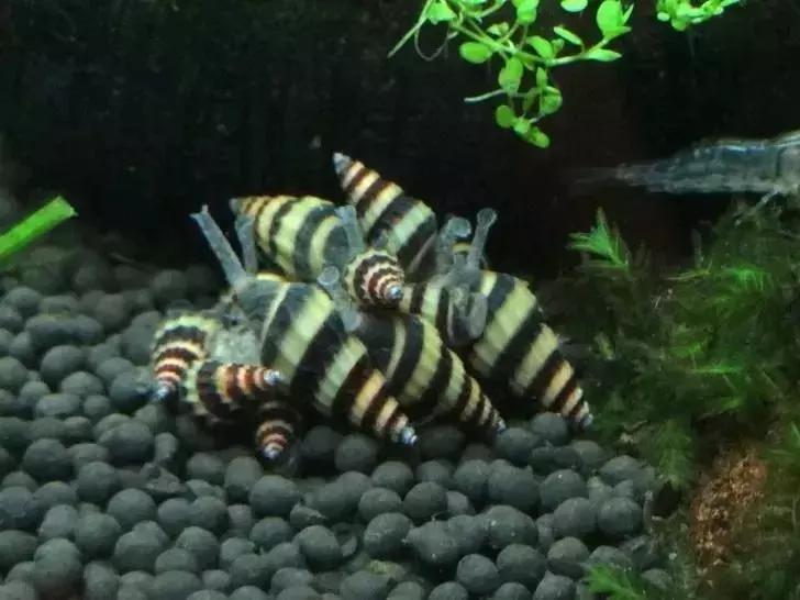 草缸常见杂螺,家居水景