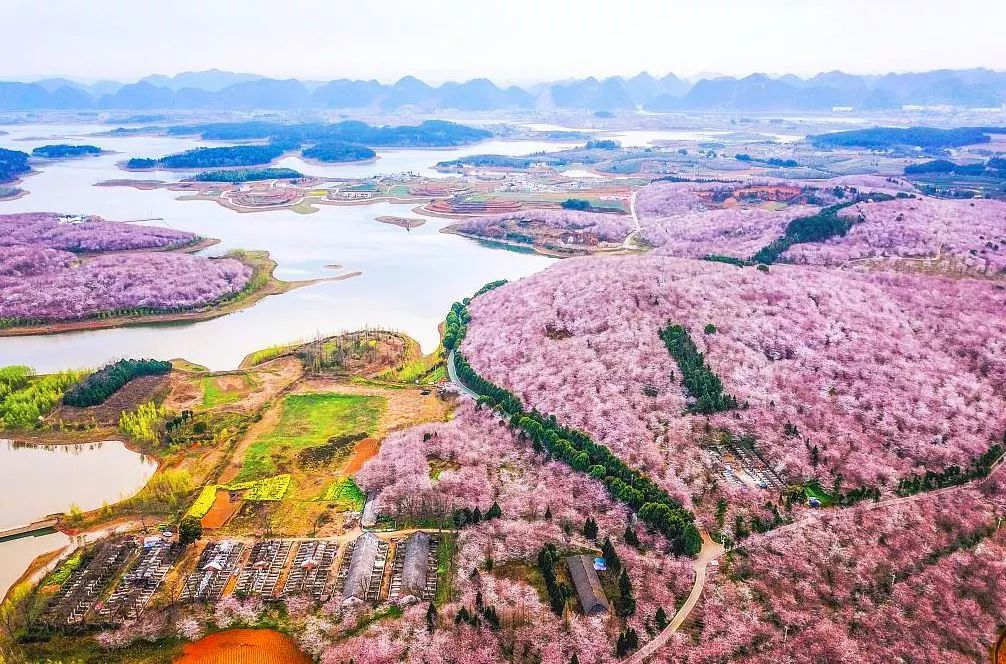 世界最大的樱花园,世界最大的樱花园在贵州吗
